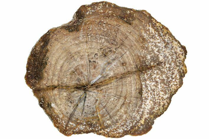 Polished Petrified Tropical Hardwood End-Cut - Texas #236493